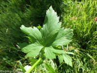 Columbian monkshood (<em>Aconitum columbianum ssp. columbianum</em>)