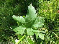 Columbian monkshood (<em>Aconitum columbianum ssp. columbianum</em>)