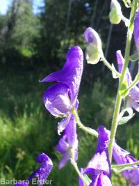 Columbian monkshood (<em>Aconitum columbianum ssp. columbianum</em>)