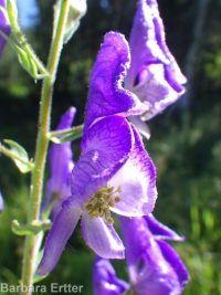 Columbian monkshood (<em>Aconitum columbianum ssp. columbianum</em>)