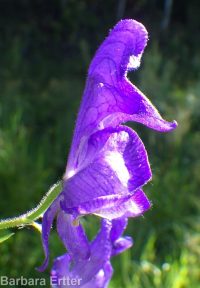 Columbian monkshood (<em>Aconitum columbianum ssp. columbianum</em>)