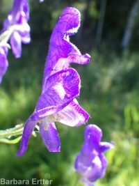 Columbian monkshood (<em>Aconitum columbianum ssp. columbianum</em>)