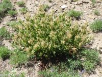 fleeceflower, poke or alpine knotweed (<em>Aconogonon phytolaccifolium var. phytolaccifolium</em>)
