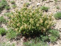 fleeceflower, poke or alpine knotweed (<em>Aconogonon phytolaccifolium var. phytolaccifolium</em>)