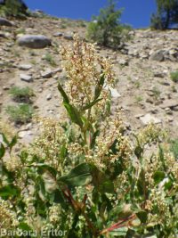 fleeceflower, poke or alpine knotweed (<em>Aconogonon phytolaccifolium var. phytolaccifolium</em>)