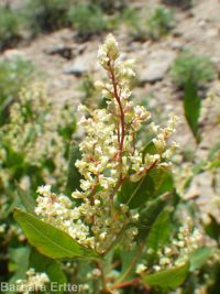 fleeceflower, poke or alpine knotweed (<em>Aconogonon phytolaccifolium var. phytolaccifolium</em>)