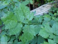 red baneberry (<em>Actaea rubra</em>)