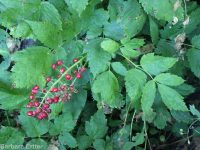 red baneberry (<em>Actaea rubra</em>)