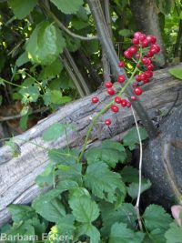 red baneberry (<em>Actaea rubra</em>)
