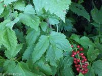 red baneberry (<em>Actaea rubra</em>)