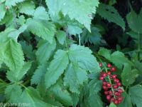 red baneberry (<em>Actaea rubra</em>)