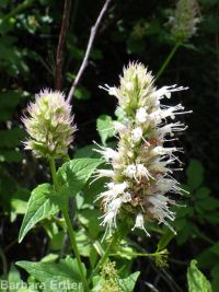 nettleleaf or western horsemint, giant-hyssop (<em>Agastache urticifolia var. urticifolia</em>)