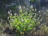 nettleleaf or western horsemint, giant-hyssop (<em>Agastache urticifolia var. urticifolia</em>)