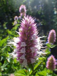 nettleleaf or western horsemint, giant-hyssop (<em>Agastache urticifolia var. urticifolia</em>)