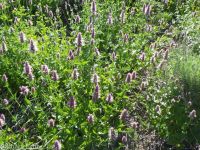 nettleleaf or western horsemint, giant-hyssop (<em>Agastache urticifolia var. urticifolia</em>)