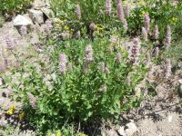 nettleleaf or western horsemint, giant-hyssop (<em>Agastache urticifolia var. urticifolia</em>)