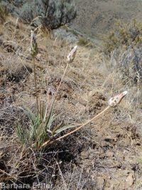bigflower agoseris or mountain-dandelion (<em>Agoseris grandiflora</em>)
