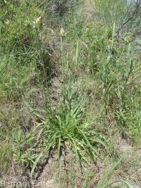 bigflower agoseris or mountain-dandelion (<em>Agoseris grandiflora</em>)