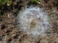 bigflower agoseris or mountain-dandelion (<em>Agoseris grandiflora</em>)