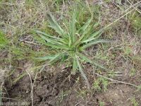 bigflower agoseris or mountain-dandelion (<em>Agoseris grandiflora</em>)