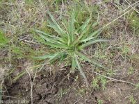 bigflower agoseris or mountain-dandelion (<em>Agoseris grandiflora</em>)