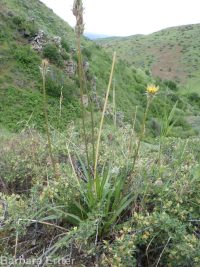 bigflower agoseris or mountain-dandelion (<em>Agoseris grandiflora</em>)