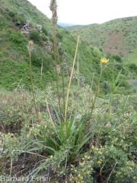 bigflower agoseris or mountain-dandelion (<em>Agoseris grandiflora</em>)