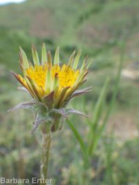 bigflower agoseris or mountain-dandelion (<em>Agoseris grandiflora</em>)