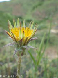 bigflower agoseris or mountain-dandelion (<em>Agoseris grandiflora</em>)
