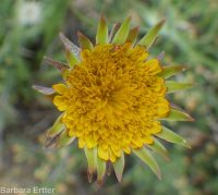 bigflower agoseris or mountain-dandelion (<em>Agoseris grandiflora</em>)
