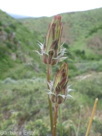 bigflower agoseris or mountain-dandelion (<em>Agoseris grandiflora</em>)