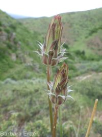 bigflower agoseris or mountain-dandelion (<em>Agoseris grandiflora</em>)