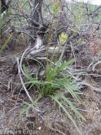 bigflower agoseris or mountain-dandelion (<em>Agoseris grandiflora</em>)