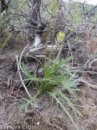 bigflower agoseris or mountain-dandelion (<em>Agoseris grandiflora</em>)