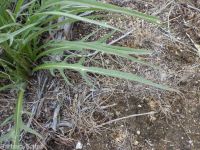 bigflower agoseris or mountain-dandelion (<em>Agoseris grandiflora</em>)