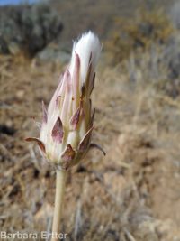 bigflower agoseris or mountain-dandelion (<em>Agoseris grandiflora</em>)