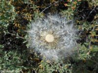 bigflower agoseris or mountain-dandelion (<em>Agoseris grandiflora</em>)