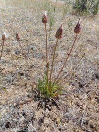 bigflower agoseris or mountain-dandelion (<em>Agoseris grandiflora</em>)