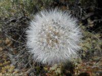 bigflower agoseris or mountain-dandelion (<em>Agoseris grandiflora</em>)