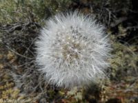 bigflower agoseris or mountain-dandelion (<em>Agoseris grandiflora</em>)
