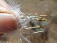 bigflower agoseris or mountain-dandelion (<em>Agoseris grandiflora</em>)