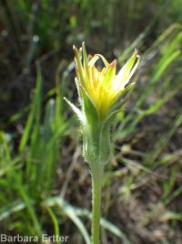 bigflower agoseris or mountain-dandelion (<em>Agoseris grandiflora</em>)