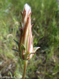 bigflower agoseris or mountain-dandelion (<em>Agoseris grandiflora</em>)