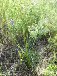 bigflower agoseris or mountain-dandelion (<em>Agoseris grandiflora</em>)