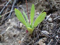 annual agoseris or mountain-dandelion (<em>Agoseris heterophylla var. heterophylla</em>)