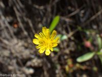 annual agoseris or mountain-dandelion (<em>Agoseris heterophylla var. heterophylla</em>)