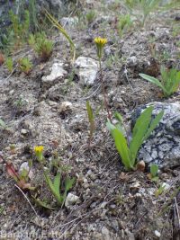 annual agoseris or mountain-dandelion (<em>Agoseris heterophylla var. heterophylla</em>)