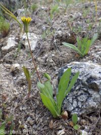 annual agoseris or mountain-dandelion (<em>Agoseris heterophylla var. heterophylla</em>)