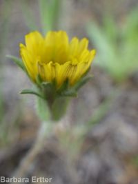 annual agoseris or mountain-dandelion (<em>Agoseris heterophylla var. heterophylla</em>)