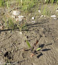 northern water-plantain (<em>Alisma triviale</em>)